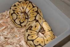2009-11-05 Pete Kahls snakes_00096.jpg