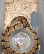 2009-11-05 Pete Kahls snakes_00100.jpg