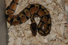 2009-11-05 Pete Kahls snakes_00141.jpg
