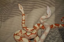 resized_Sunglow Duo 019.jpg
