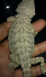 IMAG0508.jpg