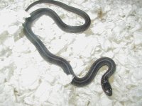 Plains anerythristic CB 2008 Hardy bloodline 2.JPG