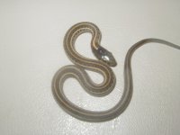 Plains Het Nebraska albino 4 from Quad het x Neb & Iowa albinos 2008.JPG