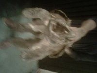 alligato snapper 3.jpg
