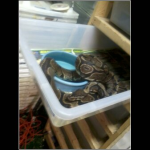 snake 5.png