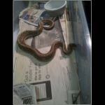 snake 4.png