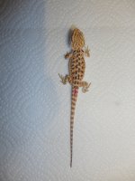 DSC00672.jpg