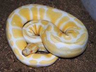 Male Albino.jpg