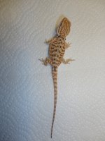 DSC00674.jpg