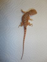 DSC00675.jpg