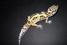 prodigy3a03012012.jpg