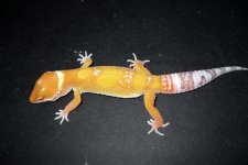 prodigy4b03102012.jpg