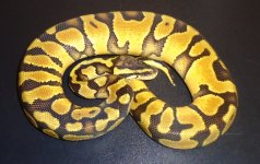 enchi pastel.jpg