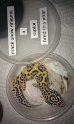 (F) Mack Snow Enigma x Raptor #22.jpg