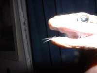 1JanseniSickSlimeMouthShot.jpg