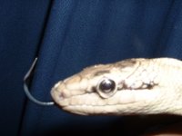 4JanseniSickMitesInEyeAndNose.jpg