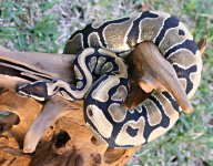 IMG_0483.JPG