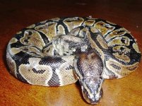 reggie-snake.jpg