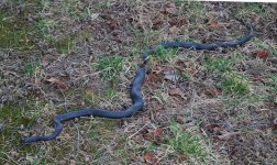 ! 2-27 Black racer. 009_edited-1.jpg