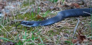 ! 2-27 Black racer. 015_edited-1.jpg