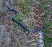 ! 2-27 Black racer. 022_edited-1.jpg