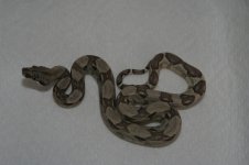 #2 F Ghost.jpg