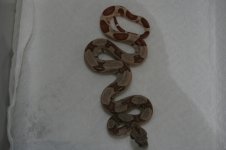 #3 M DH Ghost.jpg