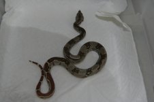 #10 M Het Tail Stripe.jpg