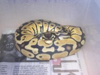 07 jungle pastel male 2-1-8 (2) 001.jpg