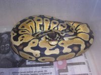 07 jungle pastel male 2-1-8 (2) 002.jpg