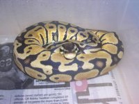 07 jungle pastel male 2-1-8 (2) 003.jpg