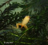 ! 2-28 Dragons and albino tads. 001 F edited-1.jpg