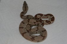 #7 F DH Ghost.jpg
