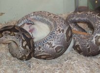 feeding2.jpg