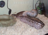 feeding4.jpg