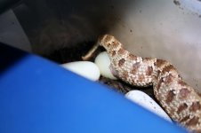 hognose eggs 1-22 009.jpg
