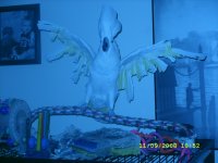 p wings out.jpg