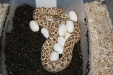 hognose eggs 003.jpg