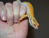 ! 1-14 Albino enigma. 001_edited-1.jpg