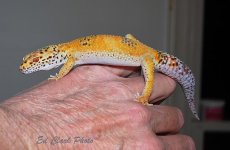 ! 1-14 Albino enigma. 009_edited-1.jpg