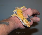 ! 1-14 Albino enigma. 018_edited-1.jpg