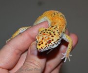 ! 1-14 Albino enigma. 014_edited-1.jpg