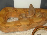 C12  6-10-08 013.jpg