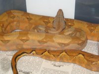 C12  6-10-08 019.jpg