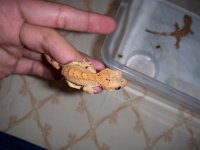 Picture 083 (Small).jpg