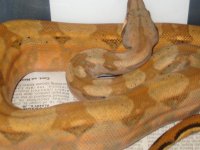 C12  6-10-08 008.jpg