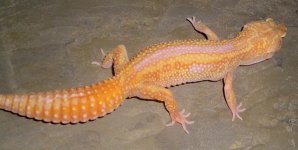 HetRAPTOR2F (Small).jpg