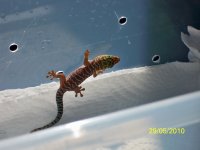 baby standings gecko.jpg
