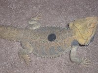 js800_Buddy_&_Quarter.jpg