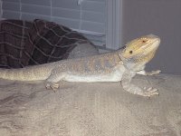 js800_Buddy.jpg